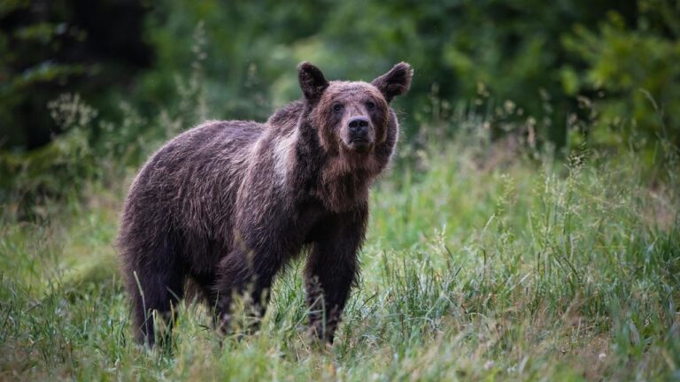 Polen suchen nach Angriff nach dem richtigen Umgang mit Problembären