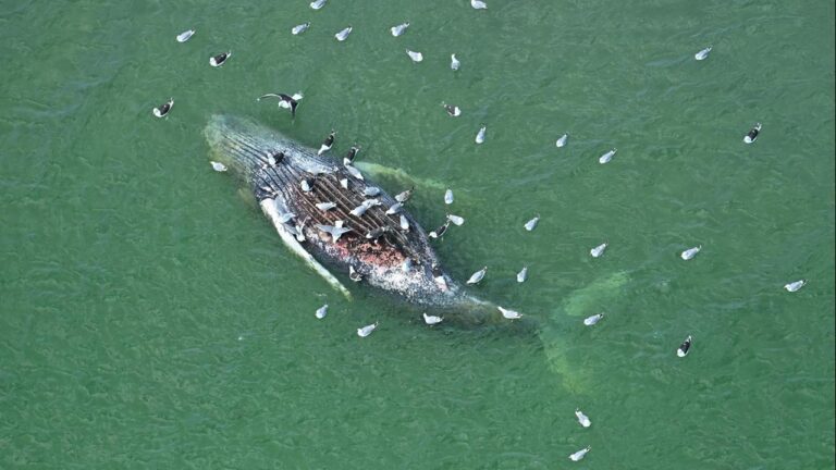 Toter Wal vor Dänemark ist laut Behörden gestrandeter Ostsee-Wal
