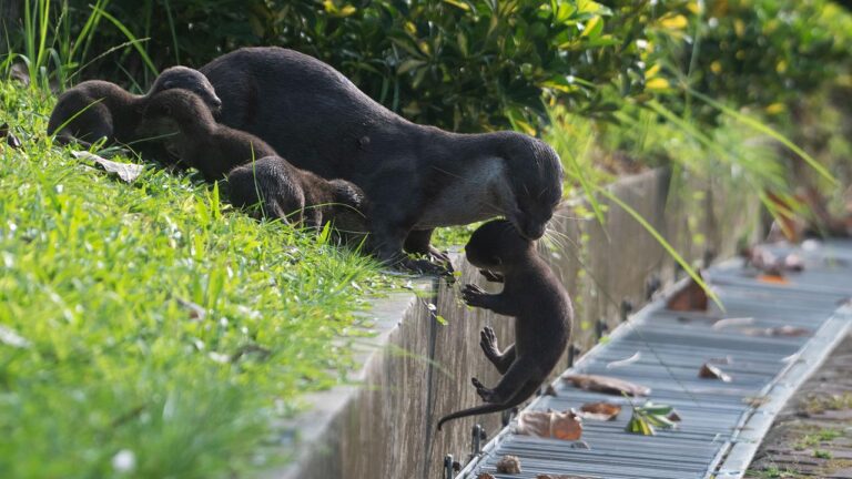 Zwischen Hochhäusern in Singapur: Wenn Otter Nachbarn werden