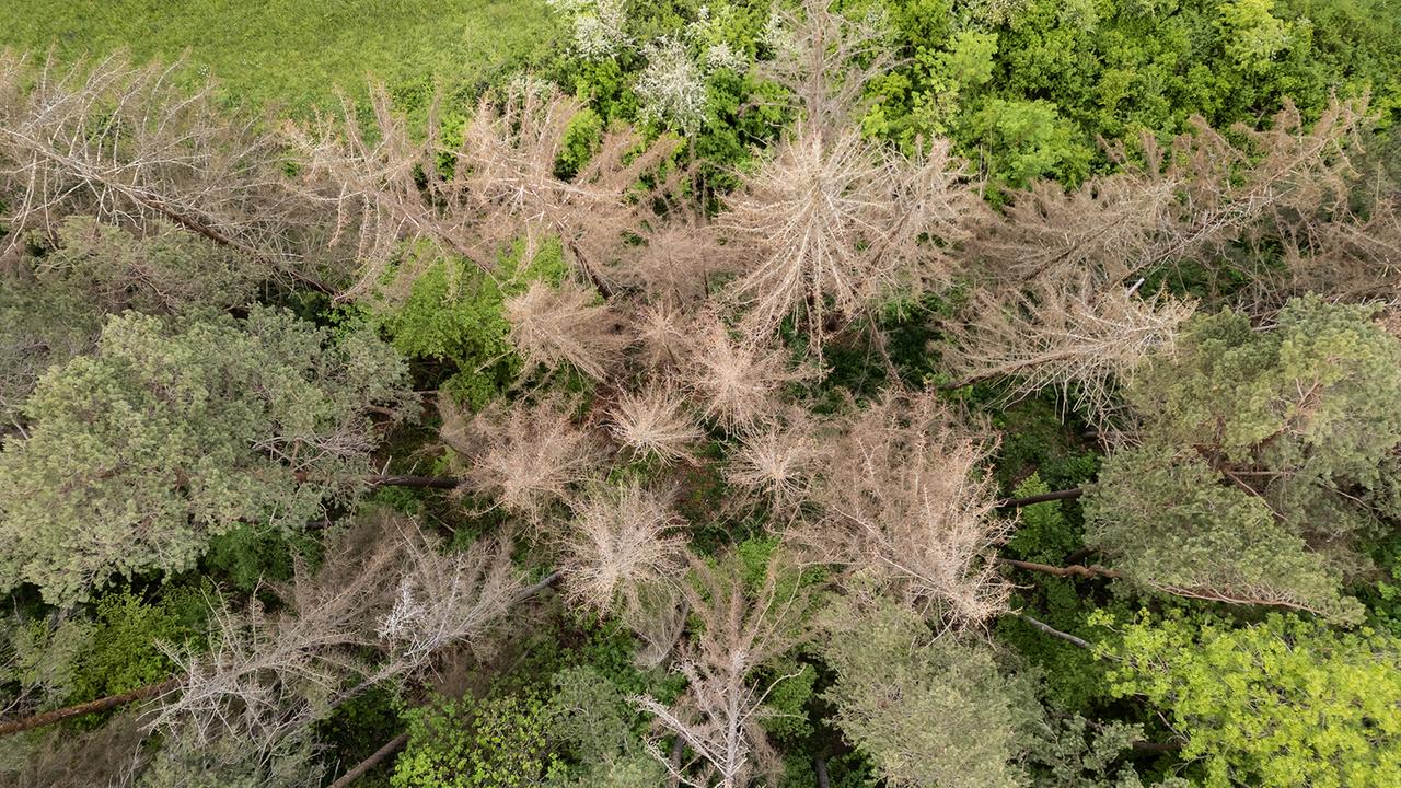 Wälder in Deutschland leiden unter den Folgen der Dürre