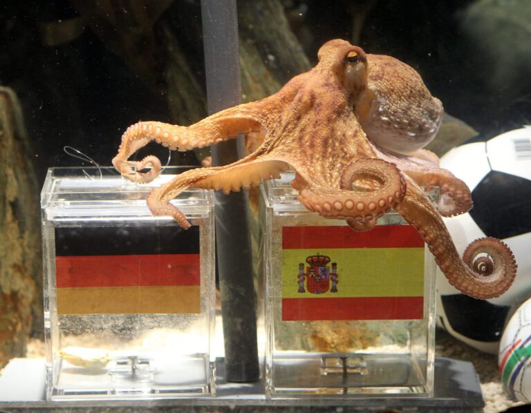 Prognosemärkte gegen Tipico: Wer gewinnt die Fußball WM?