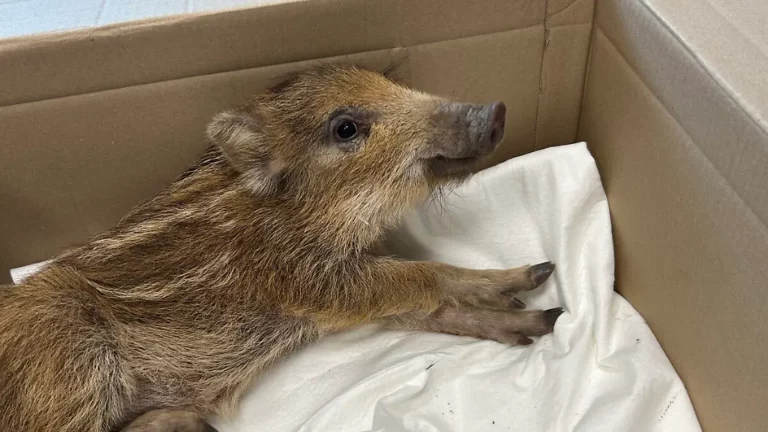 Allein auf der Hauptstraße unterwegs: Polizei fängt junges Wildschwein mitten in Idar Oberstein ein