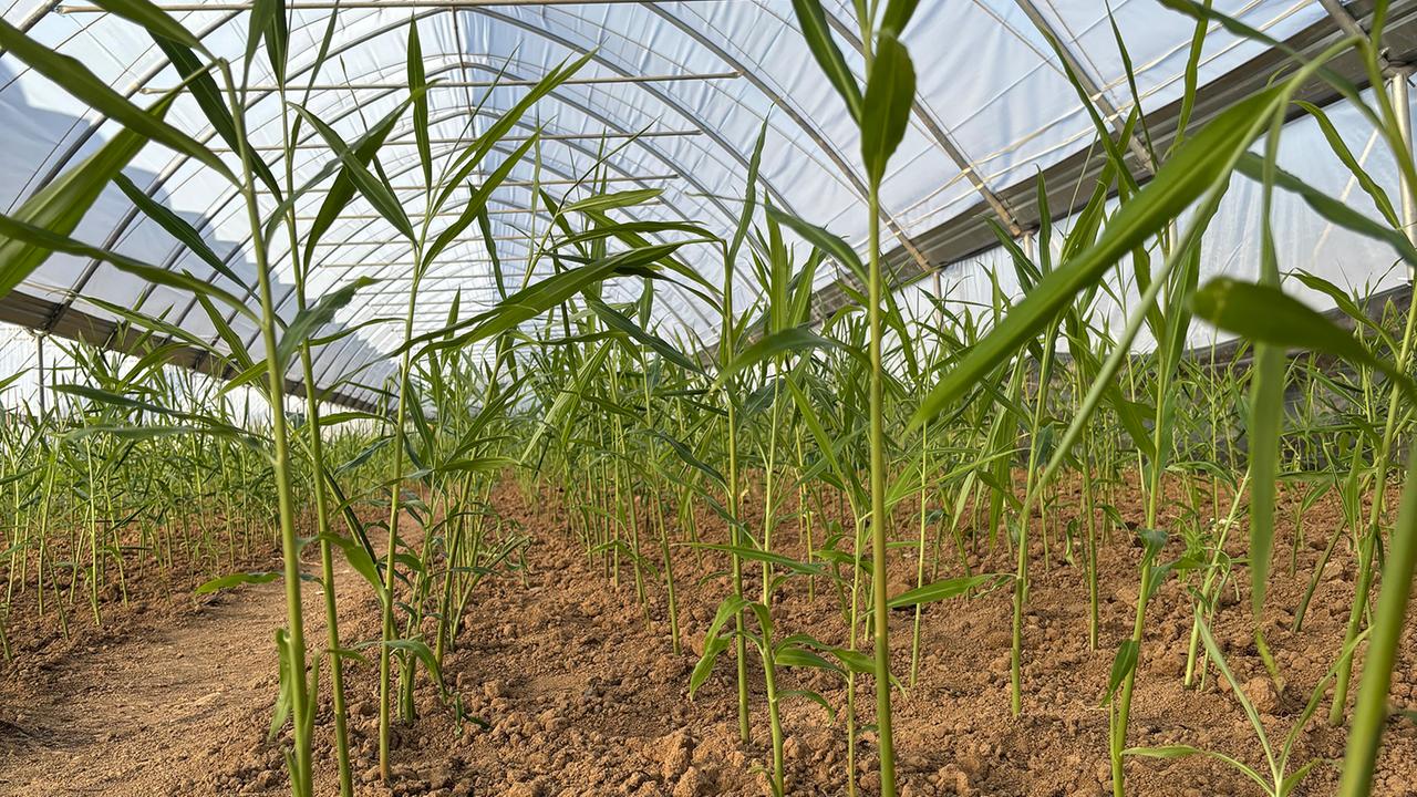 Klimawandel ermöglicht den Anbau von tropischem Ingwer in Schwaben