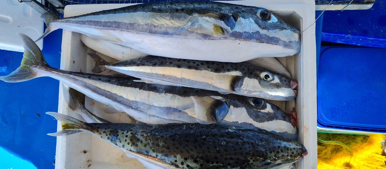 Griechenland zahlt Fangprämie für giftigen Hasenkopf Kugelfisch