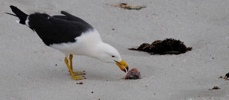 Australien besorgt über Vogelgrippe Ausbruch