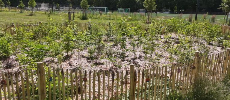 Tiny Forests: Kleine Wälder mit großer Wirkung?