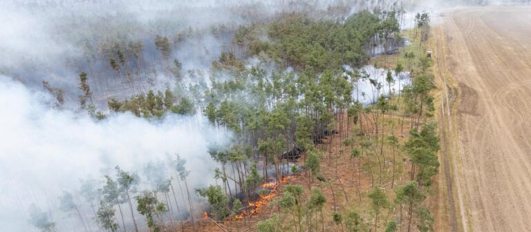 Deutlich mehr Waldbrände in Deutschland im Jahr 2025