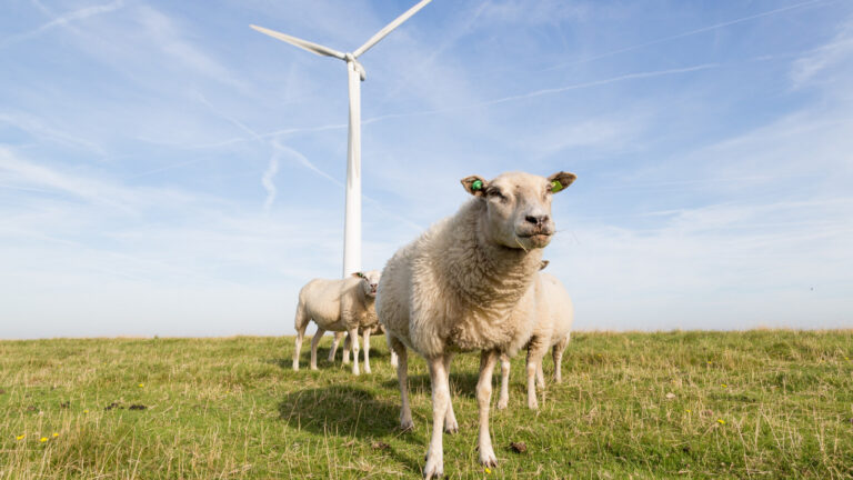 Konferenz Windwert: Mehr Wertschöpfung durch Wind