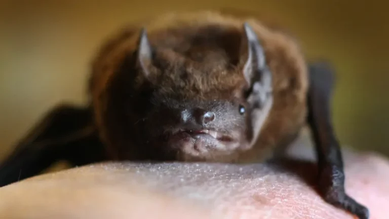 Mutter in Sorge, Kinder in Angst: Polizei befördert Fledermaus aus dem Schlafzimmer