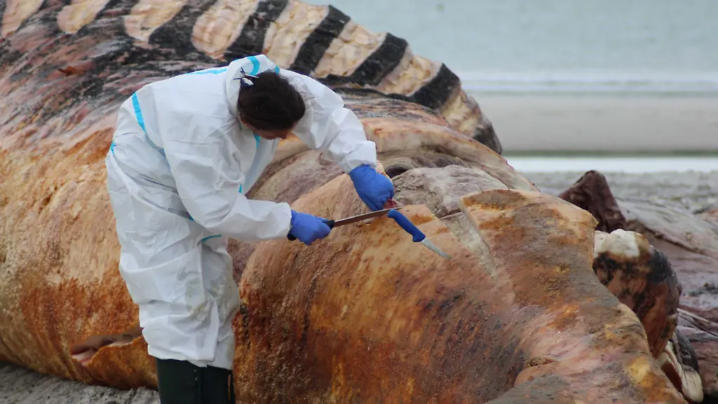 Tierärztinnen widersprechen sich: Rettungsinitiative streitet über DNA Probe des Ostsee Buckelwals