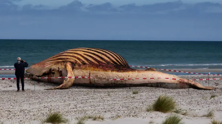 War es nicht der Ostsee Wal? Rätsel um DNA des bei Anholt angespülten toten Buckelwals