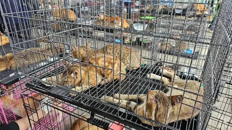Grausames Geschäft: Katzen als Delikatesse spalten die vietnamesische Gesellschaft