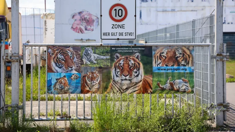 Staatsanwaltschaft ermittelt: Mann stirbt zwei Monate nach Tigerangriff in Sachsen