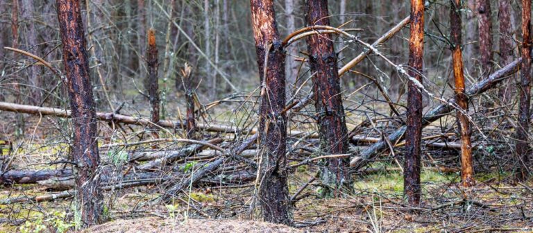 Wie Wälder sich nach großen Bränden selbst erneuern