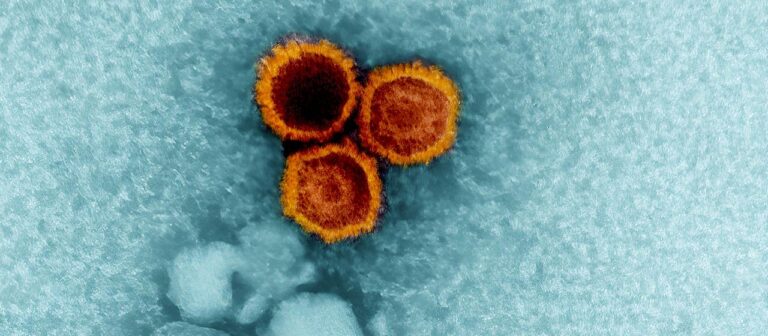 Studie: Wie ein Virus Multiple Sklerose mit auslösen kann