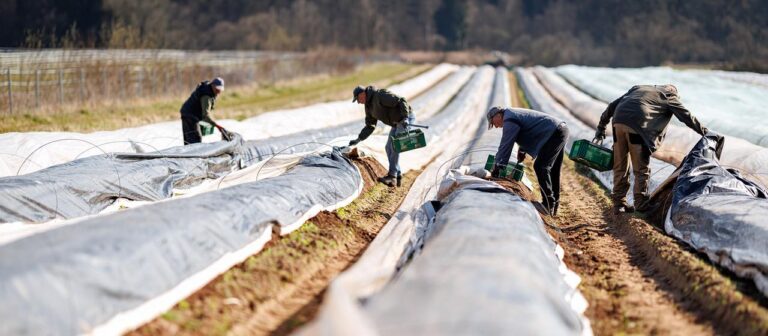 Prekäre Bedingungen für Erntehelfer: EU Sanktionen greifen kaum