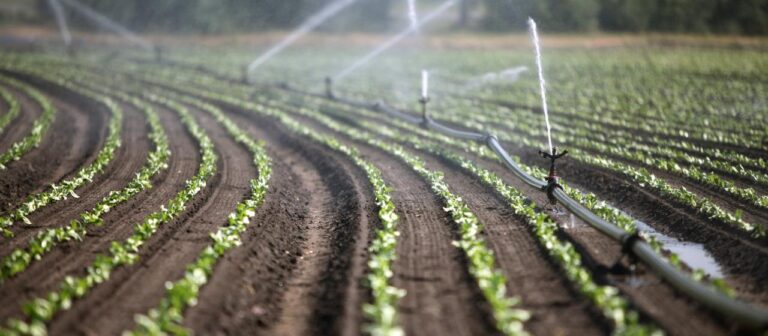 Mehr Gemüse statt Fleisch: Wie sich das auf die Landwirtschaft auswirken würde