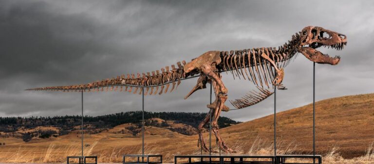 Mehr als 50 Millionen US Dollar: Rekord für T Rex bei Auktion in New York