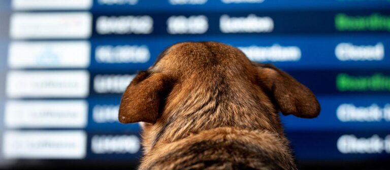 Lufthansa Tochter ITA erlaubt jetzt große Hunde in der Kabine
