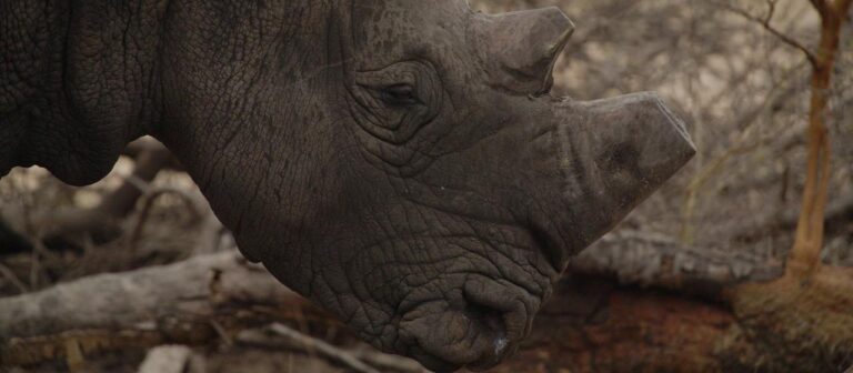 Gericht in Südafrika öffnet Tür für den Handel mit Nashornhörnern