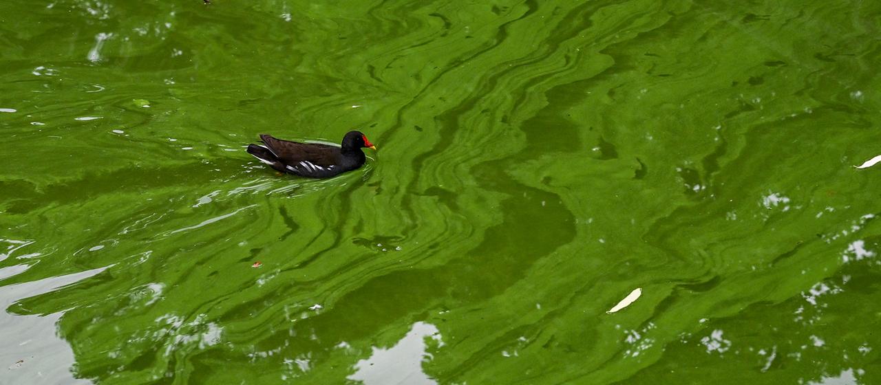 Klimawandel bedroht lebenswichtige Mikroalgen