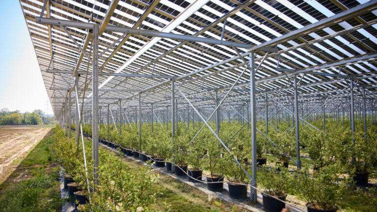 Agri PV Anlage Bodensdorf: Positive Bilanz nach dem ersten Betriebsjahr