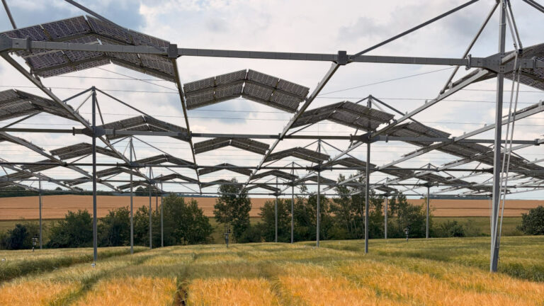 Agri PV: Ackerpflanzen kommen mit Verschattung besser zurecht als vermutet