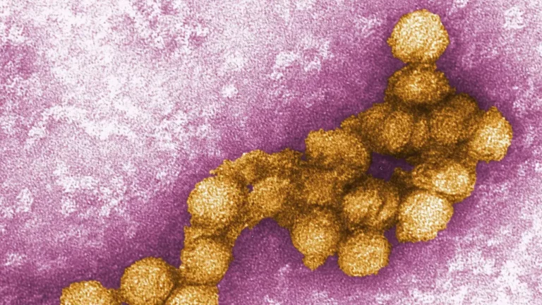Heißer Sommer verschärft Lage: Nordmazedonien meldet fünf Tote durch West Nil Virus