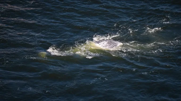 Obduktion in Stralsund: Toter Wal treibt im Greifswalder Bodden