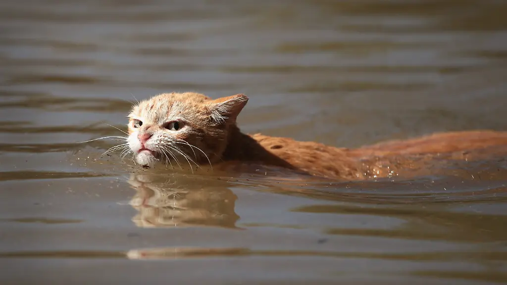 Baden in Baden-Baden: Katze öffnet Wasserhahn und setzt Wohnung unter Wasser