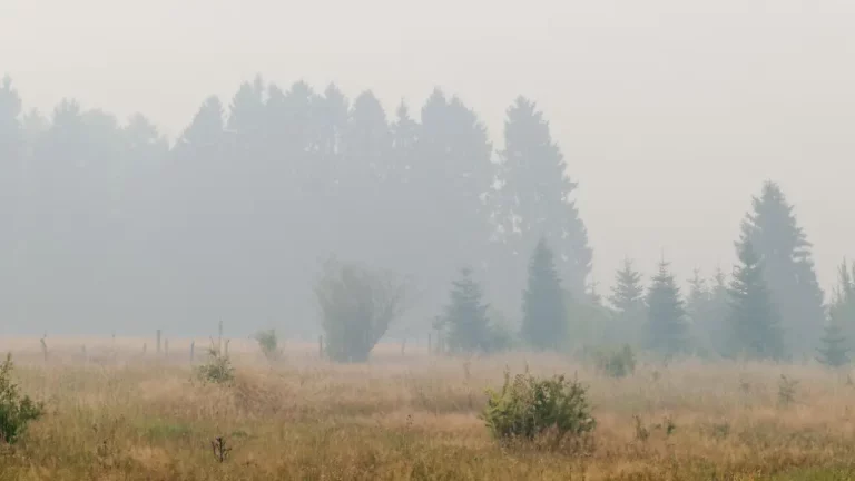 Riesiger Waldbrand in Belgien: Monschau in NRW bereitet mögliche Evakuierung vor