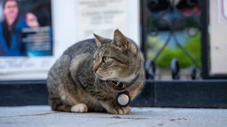 Smarte Gadgets immer beliebter: Wann Hightech für Katzen sinnvoll und wann sie gefährlich ist