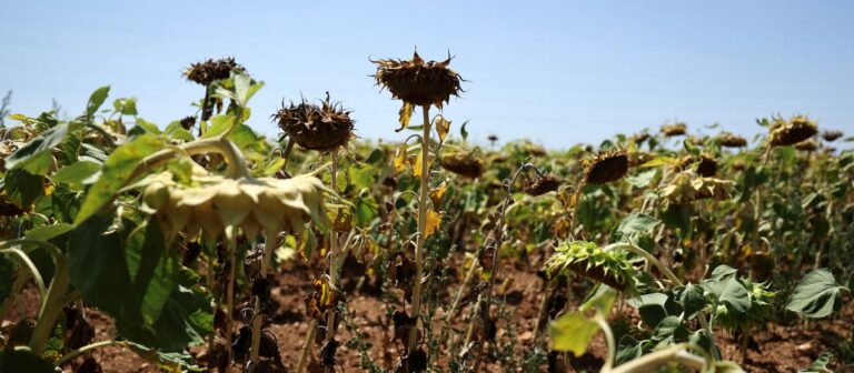 Dürre in Europa: Ernteausfälle, trockene Flüsse und Wassersparen
