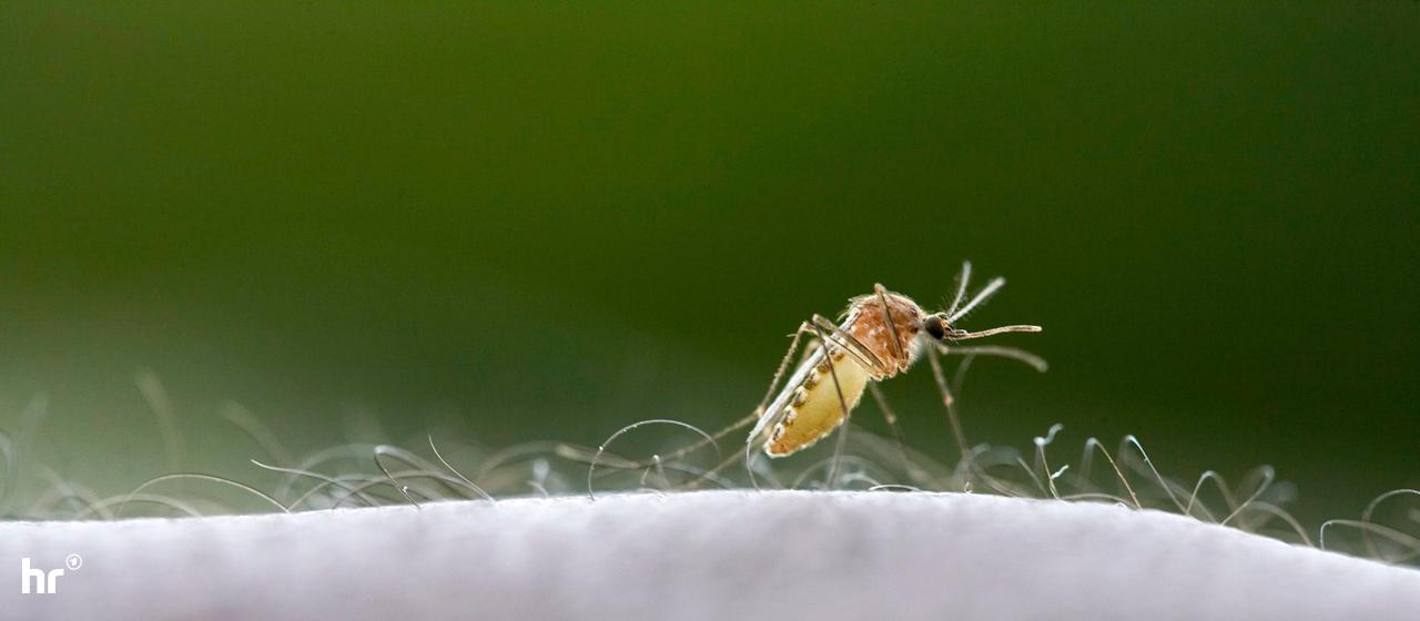 Airport Malaria: Ein Toter nach Infektion am Frankfurter Flughafen