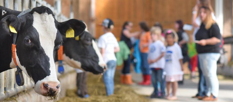 Bauernhofeffekt: Warum der Kuhstall Kinder vor Allergien schützen kann