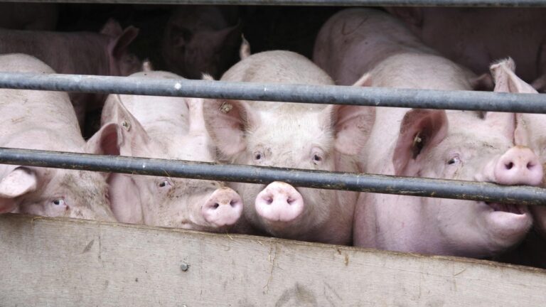 Tierhaltungskennzeichnung sagt wenig über das Tierwohl aus