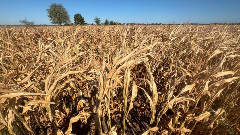 Landwirtschaft: Auch die Bauern müssen das Klima schützen