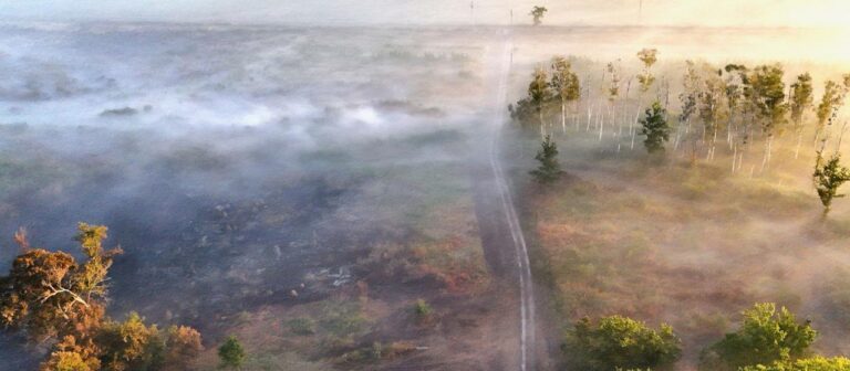 Nach Waldbrand in Südfrankreich: Wie kann der Wald widerstandsfähiger werden?