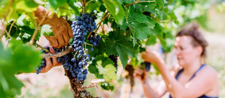 Weinlese in Deutschland beginnt so früh wie noch nie zuvor