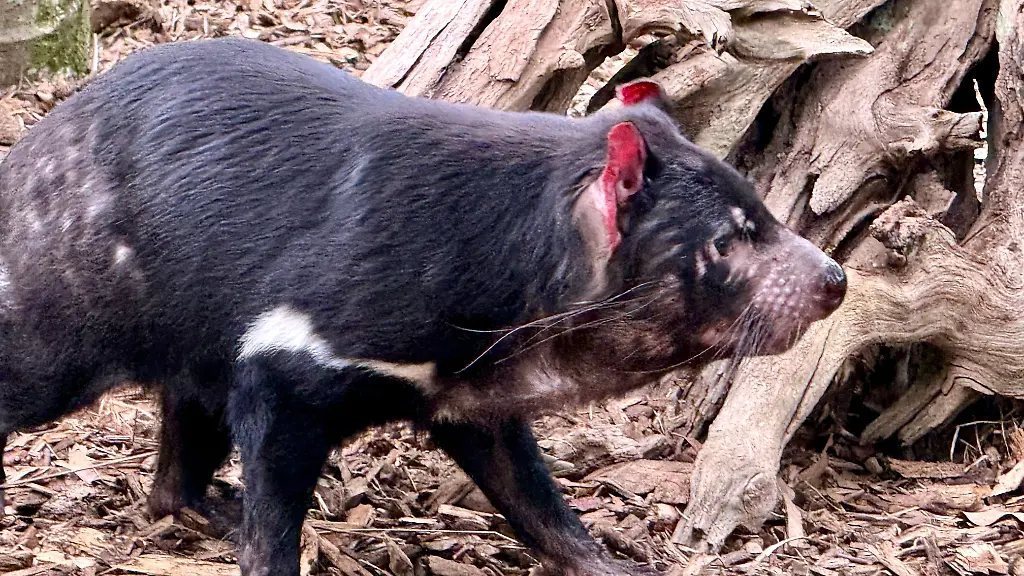 Auch Säugetiere betroffen: Vogelgrippe wird in Australien zunehmend zum Problem