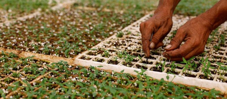 Neustart für Saatgutbank in Gaza gibt Hoffnung für die Landwirtschaft