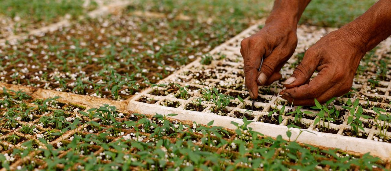 Neustart für Saatgutbank in Gaza gibt Hoffnung für die Landwirtschaft