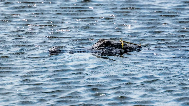 Drei Meter langer Alligator beißt Jugendlichen beim Schwimmen in US Gewässern