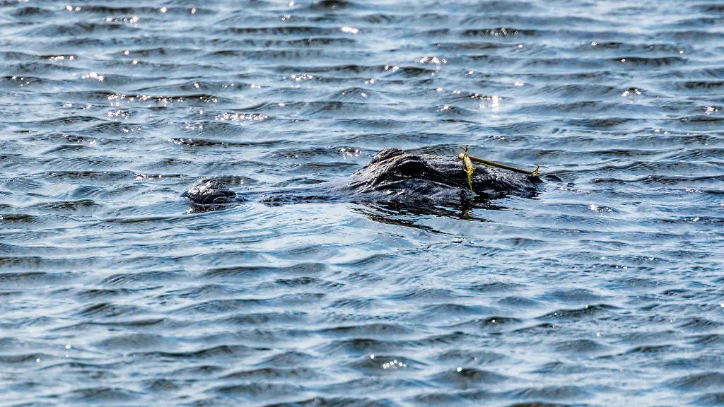 Drei Meter langer Alligator beißt Jugendlichen beim Schwimmen in US Gewässern