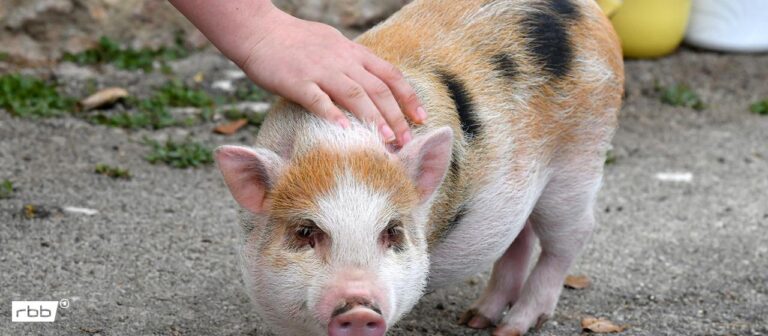 Berlin: Gericht verbietet Schweinehaltung im vierten Stock