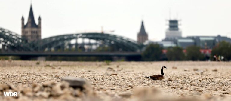 Prognose unter 40 Zentimeter: Rheinpegel soll weiter sinken