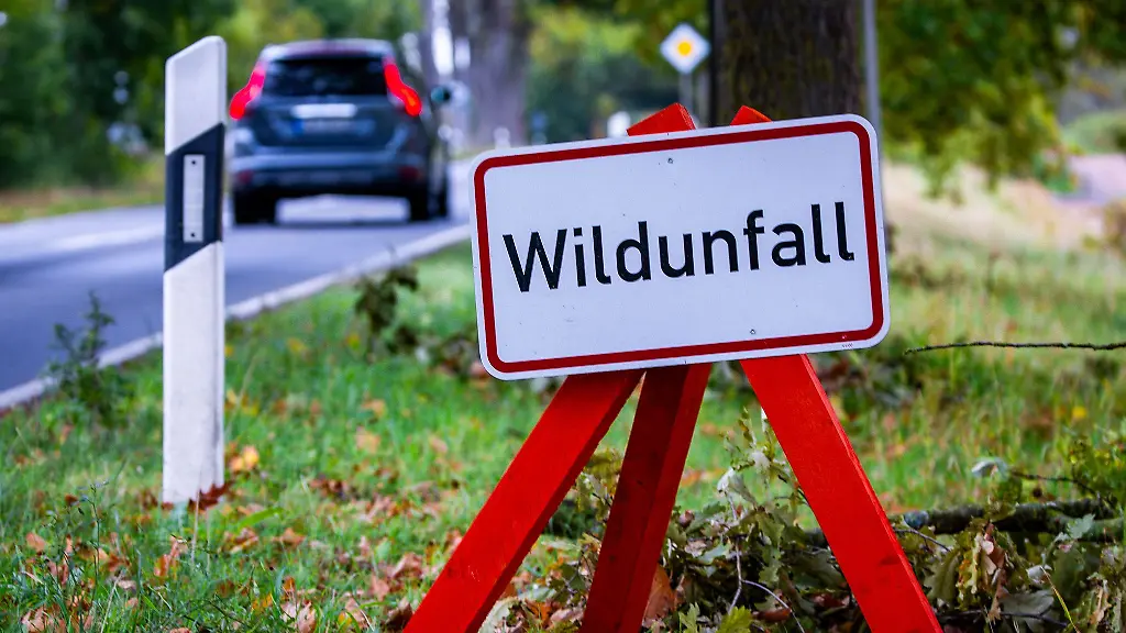 Vom Straßenrand in den Napf: Reutlinger Tierheim verfüttert Unfallwild an Hunde