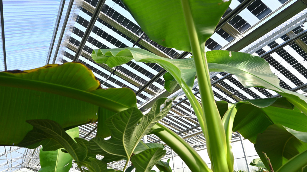 Agrivoltaics Industry Forum 2026: Agri PV entwickelt sich vom Pilotprojekt zum Standard