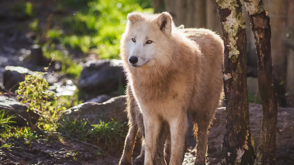 Achtjährige schwer verletzt: Polizei ermittelt gegen Mitarbeiterin des Wildparks nach Wolfsattacke
