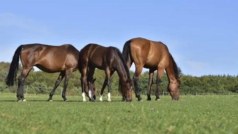 Tiere in Panik versetzt: Drohne jagt Pferd in Schleswig-Holstein in den Tod